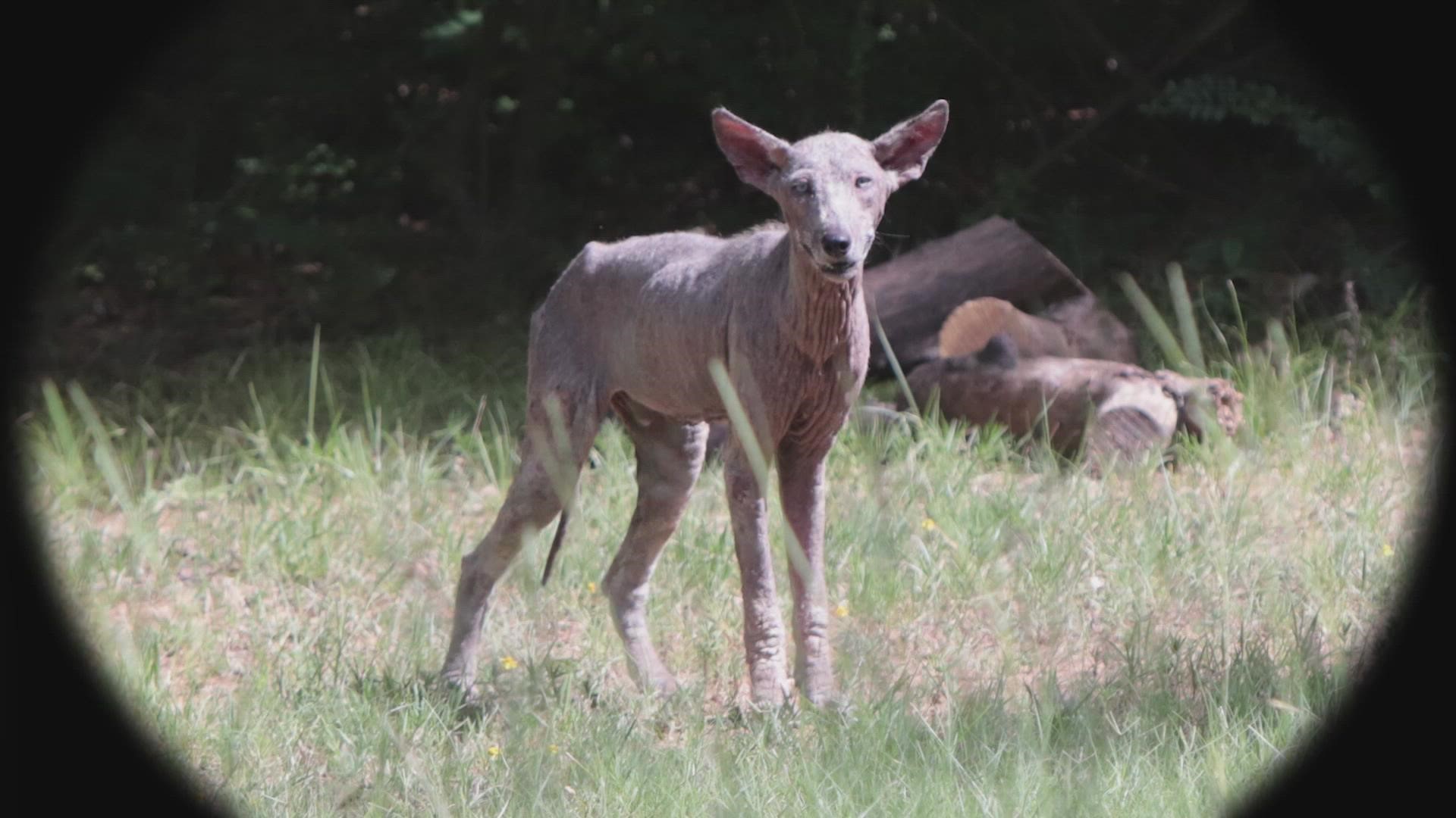 Animal services in Grapevine, Texas, said the creature is a coyote with a skin disease known as mange.