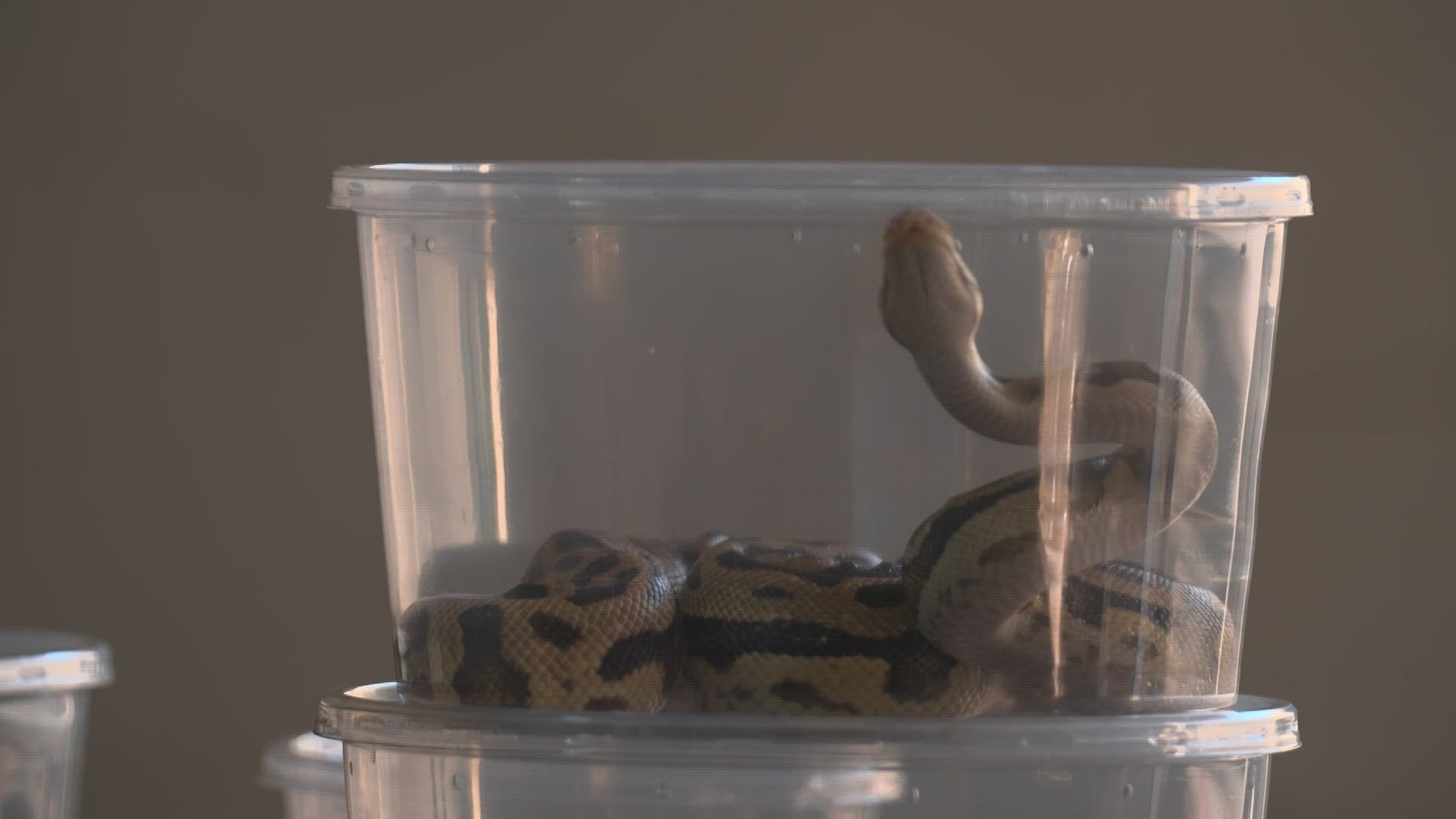 Dallas Serpentarium gets help fostering reptiles after fire cbs19.tv