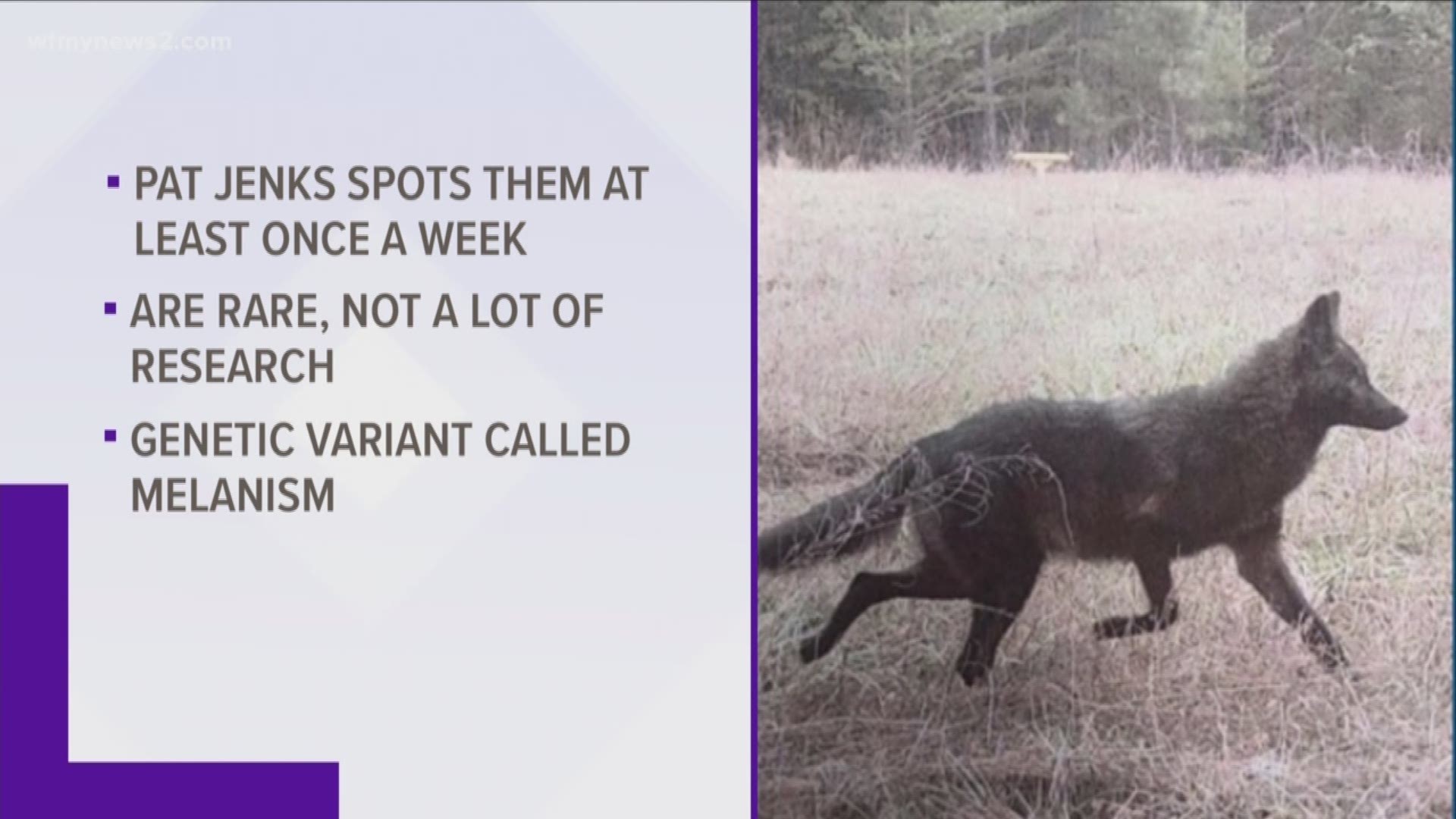 Take a look at this! Man spots black coyote on his farm cbs19.tv