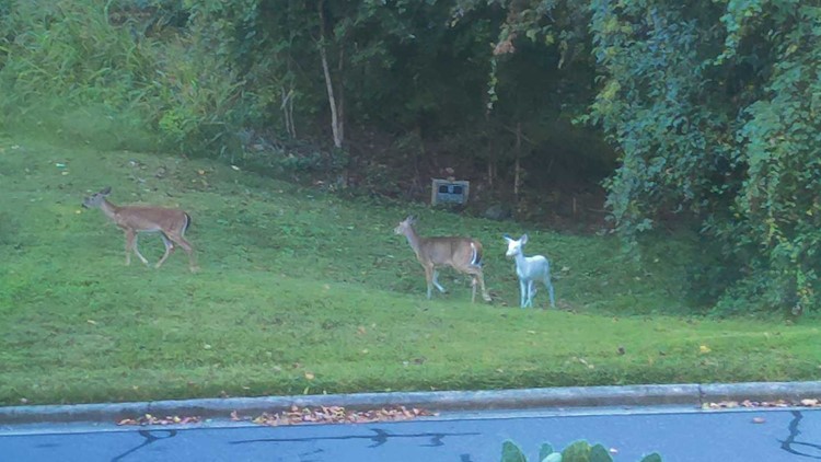 A rare sight! An albino deer spotted in Greensboro