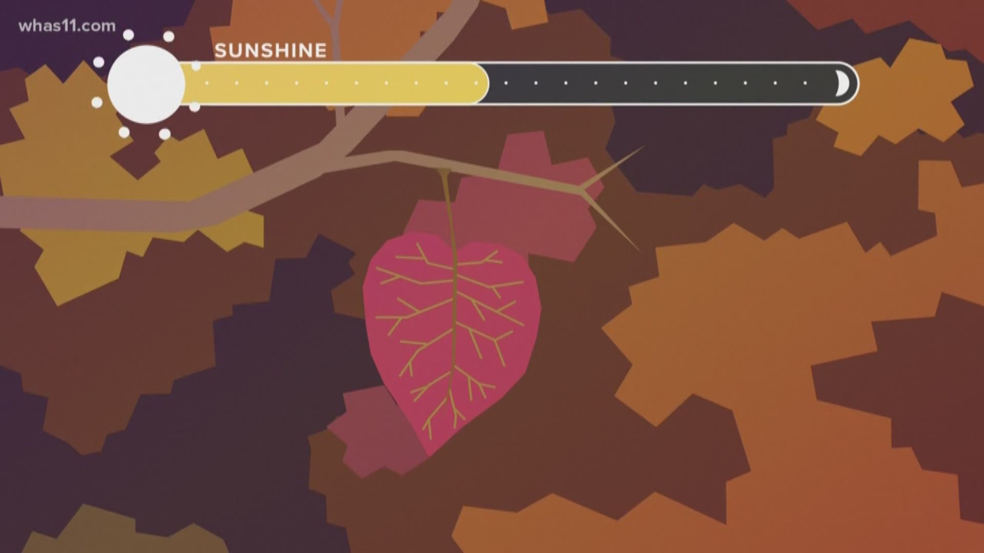 Experts believe the Louisville area will not see colorful fall leaves due to our current drought.