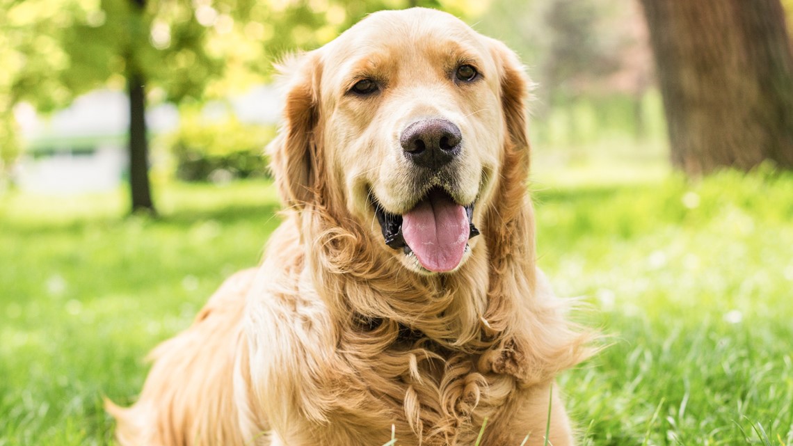 Austin Rescue Group Saving 13 Golden Retrievers From Turkey Cbs19 Tv