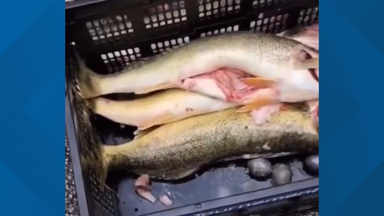 Fishing tournament ends in controversy as winners caught with weights in walleye