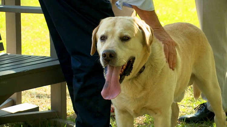 Meet Bubba, the family dog that helped convict Alex Murdaugh of double murder