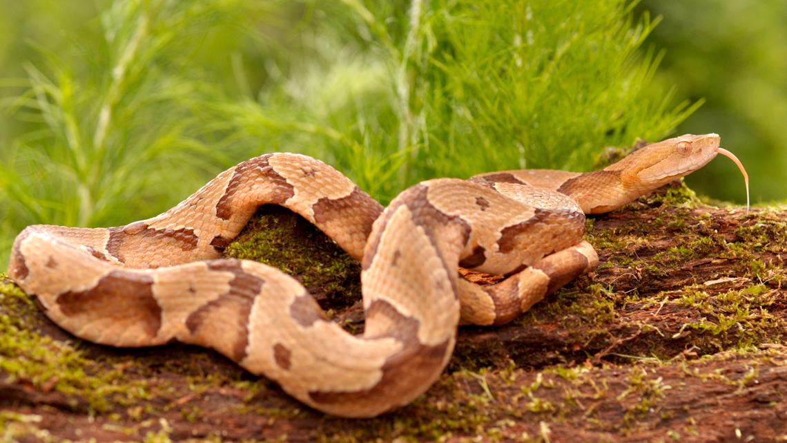 Family finds rattlesnake in toilet, then 23 more underneath their house -  CBS News