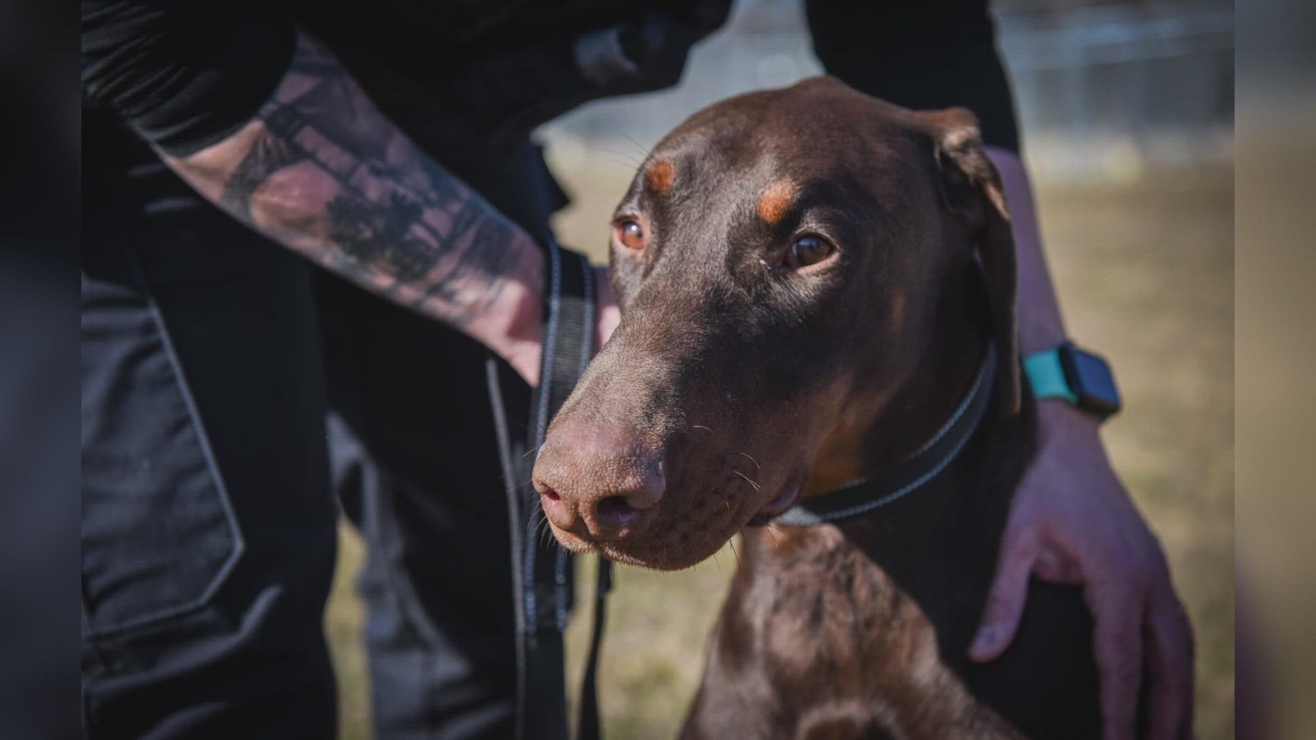 South Bend Police Ofc. Stephanie Northcutt helped free Zeus from a zip tie that was tied around his snout, then later adopted him.