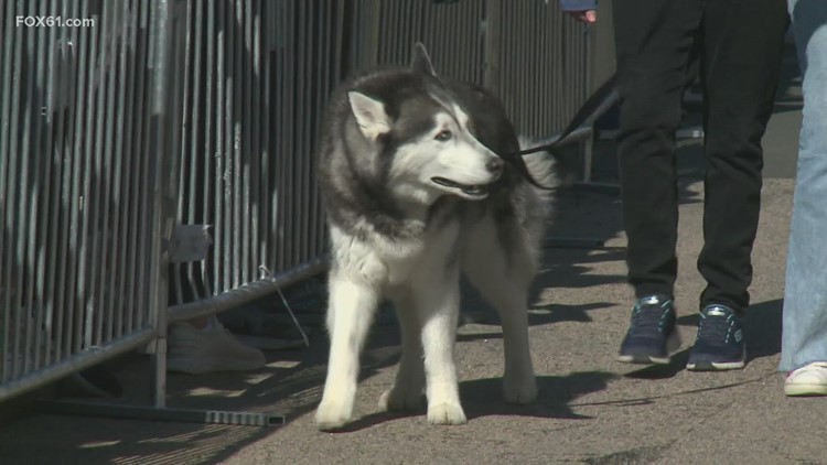 UConn's beloved husky mascot is heading to Houston