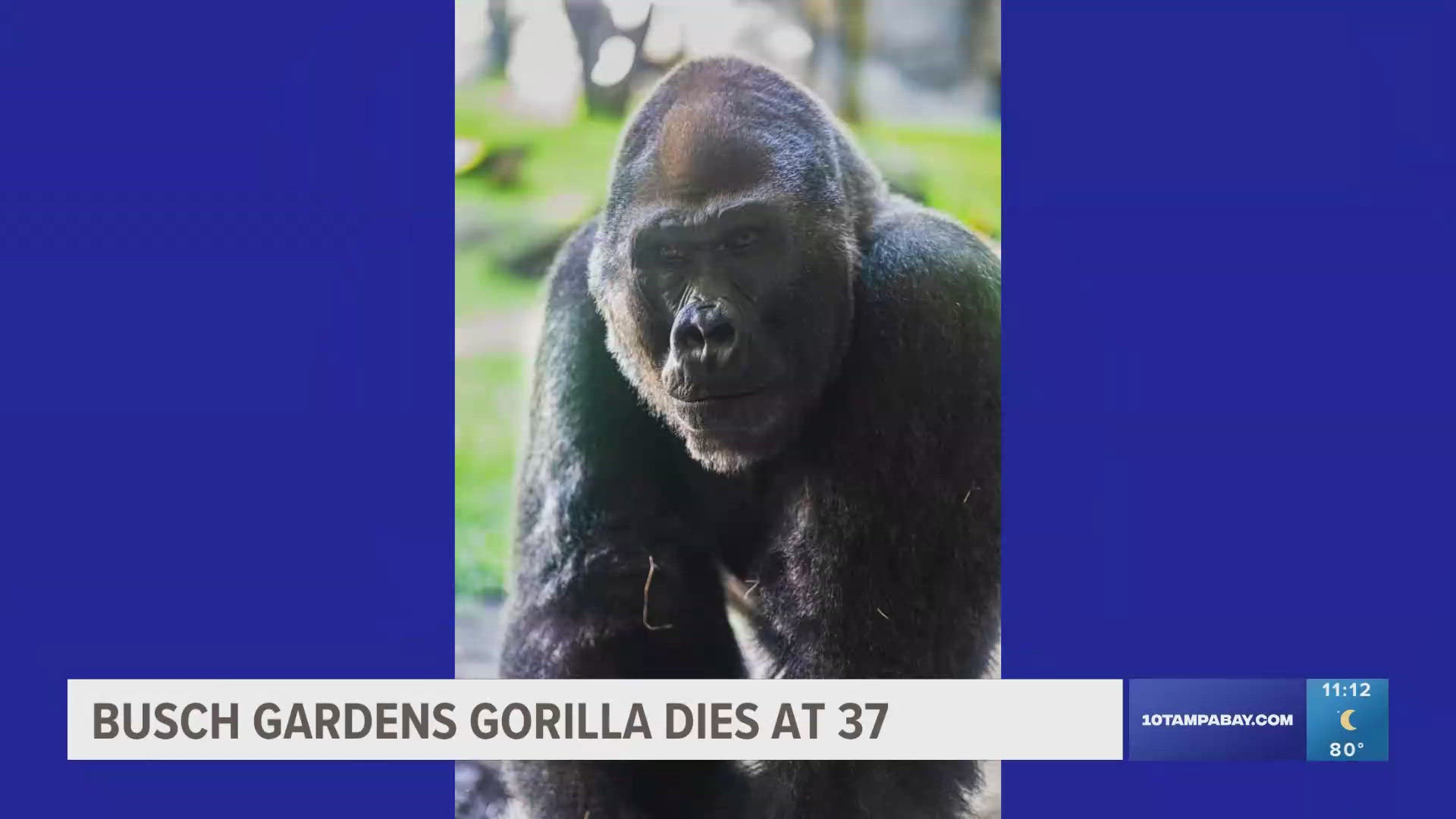 Staff said the gorilla's health had been declining over the past few weeks.