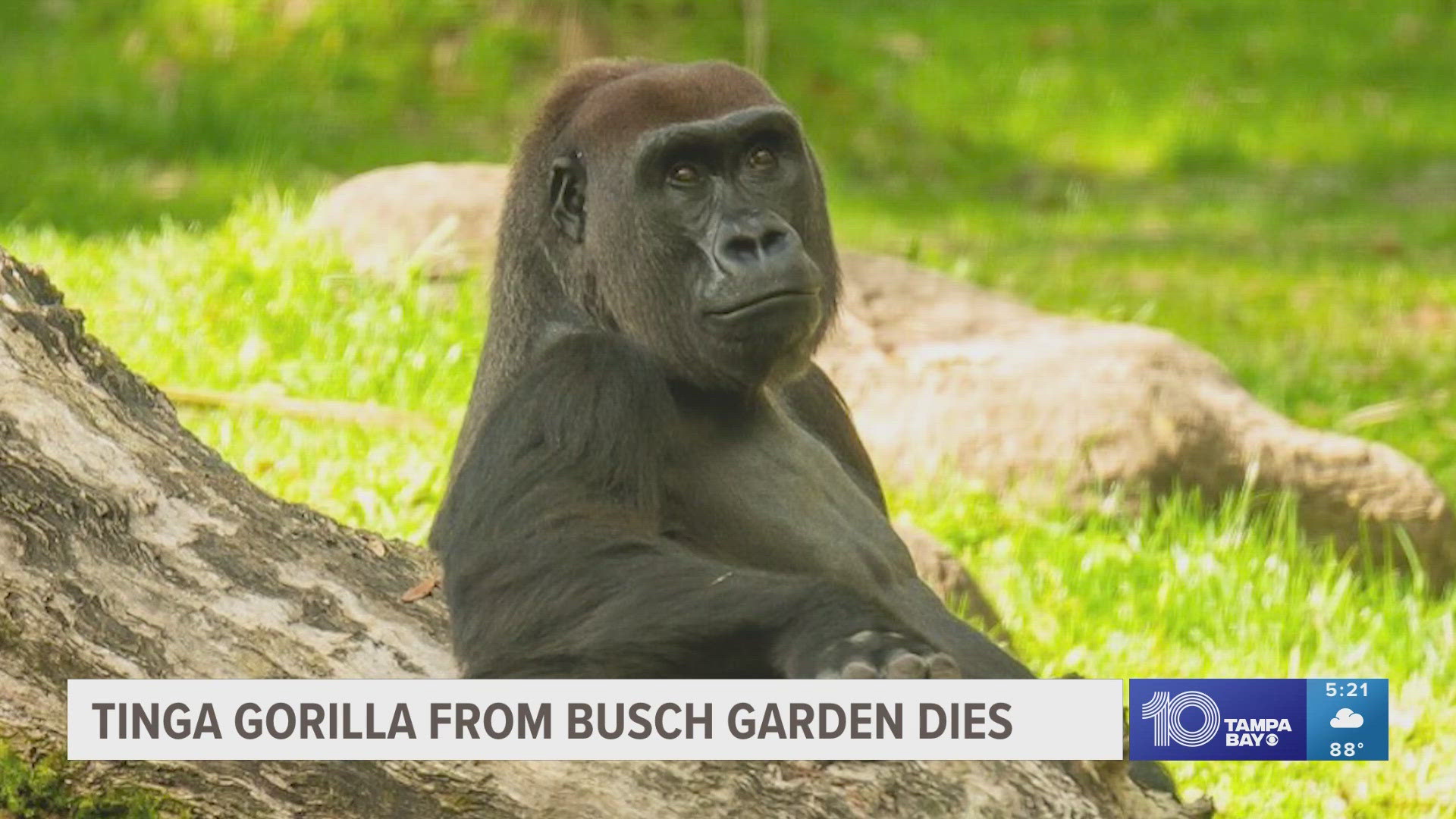 The 19-year-old female gorilla died after her health rapidly declined, park staff said.