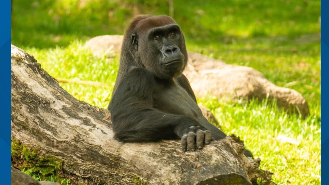 Busch Gardens gorilla dies | cbs19.tv