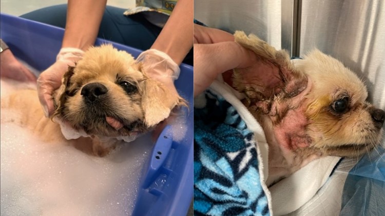 'He was left to die': Dog receiving treatment after being found cemented to sidewalk in Florida
