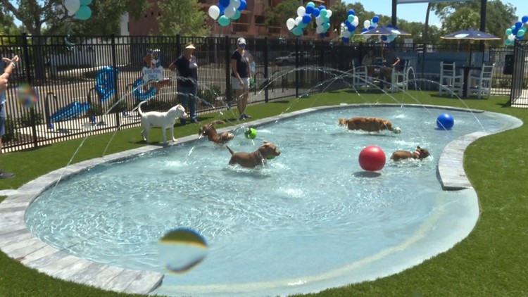 Florida’s first bar and dog water park opens in St. Pete