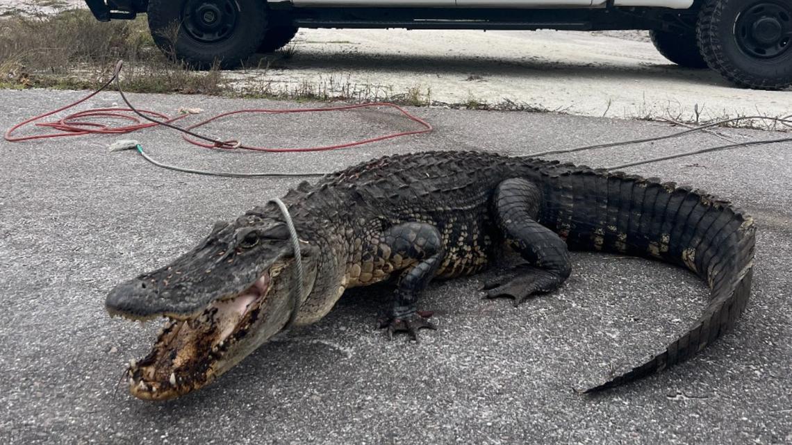 70 coins removed from stomach of alligator at Omaha zoo - Vimarsana News