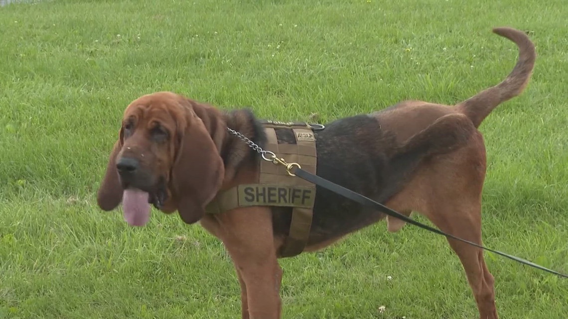 3-legged K9 fights crime after losing leg - Vimarsana News