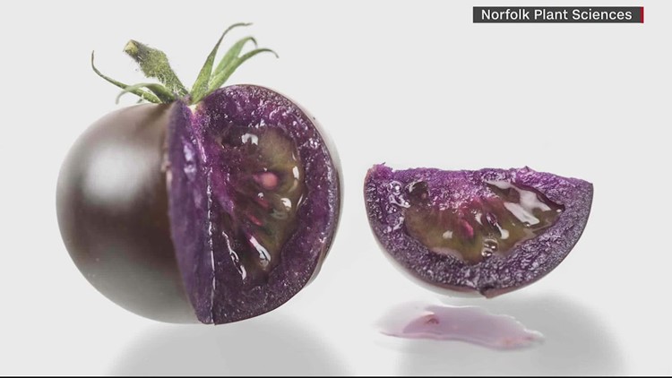 Genetically modified purple tomato might be coming to local grocery stores near you