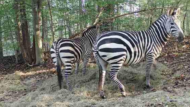 After months on the loose, 2 missing PG County zebras officially located