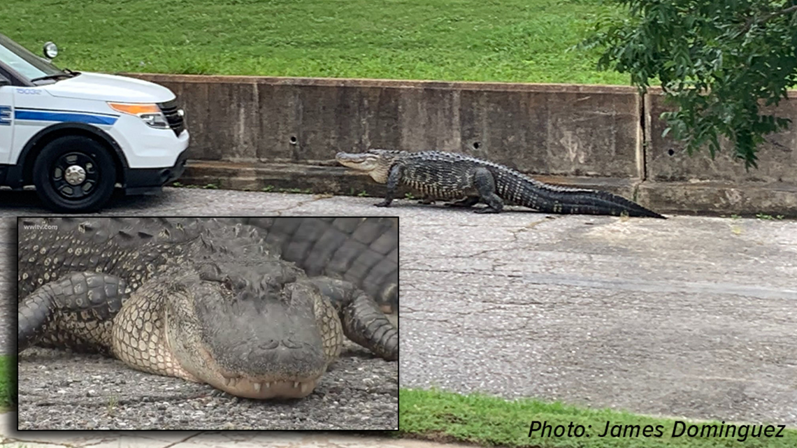 Large alligator walking in New Orleans' Lakeview is euthanized | cbs19.tv