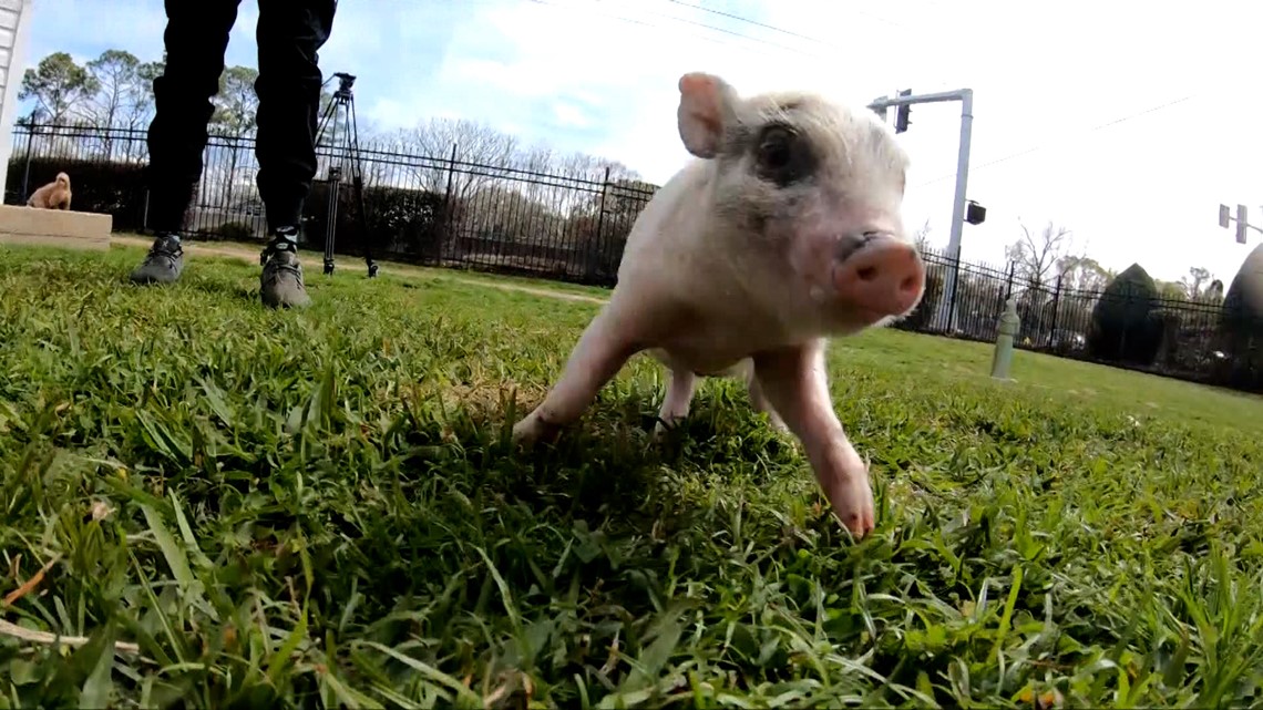 Rescued piglet finds a new home cbs19.tv