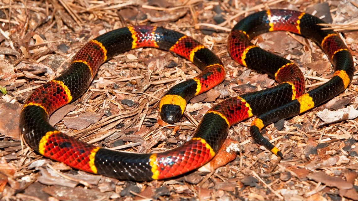 It's snake season in East Texas