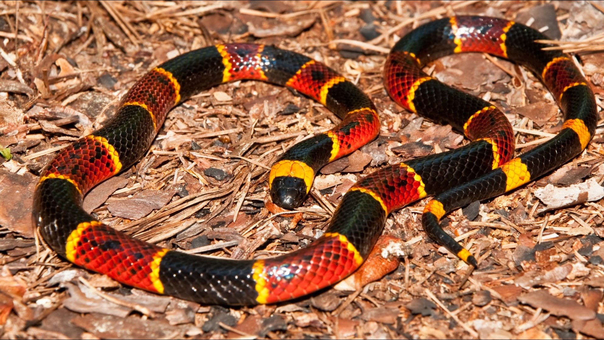 Types of venomous snakes found in Texas | cbs19.tv