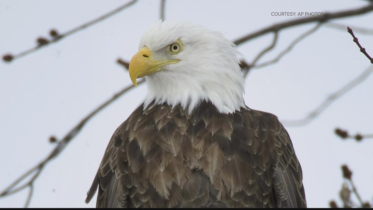 Dover man pleads guilty to killing bald eagle, will pay $20,000 fine