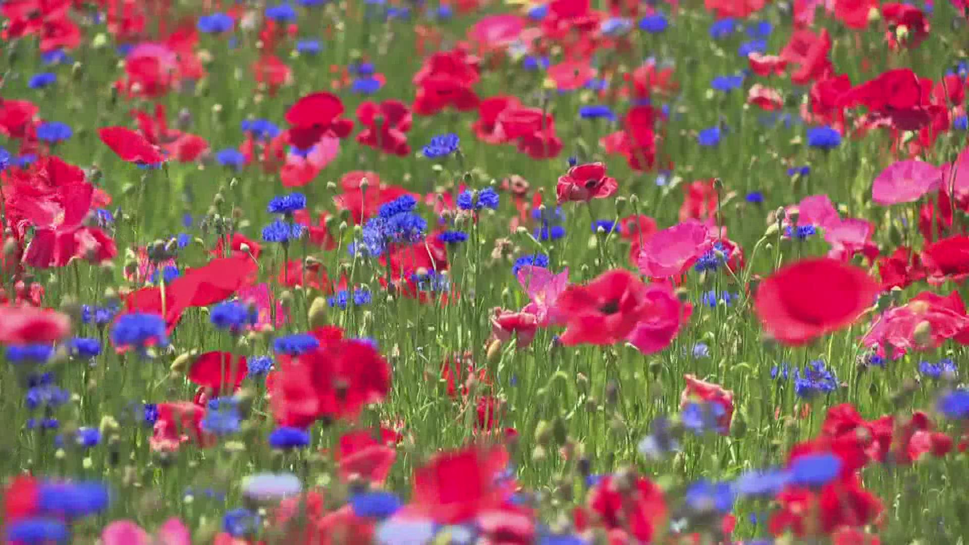 Fennville Couple Creates Four Acre Field Of Flowers In Memory Of Late Son Cbs19 Tv