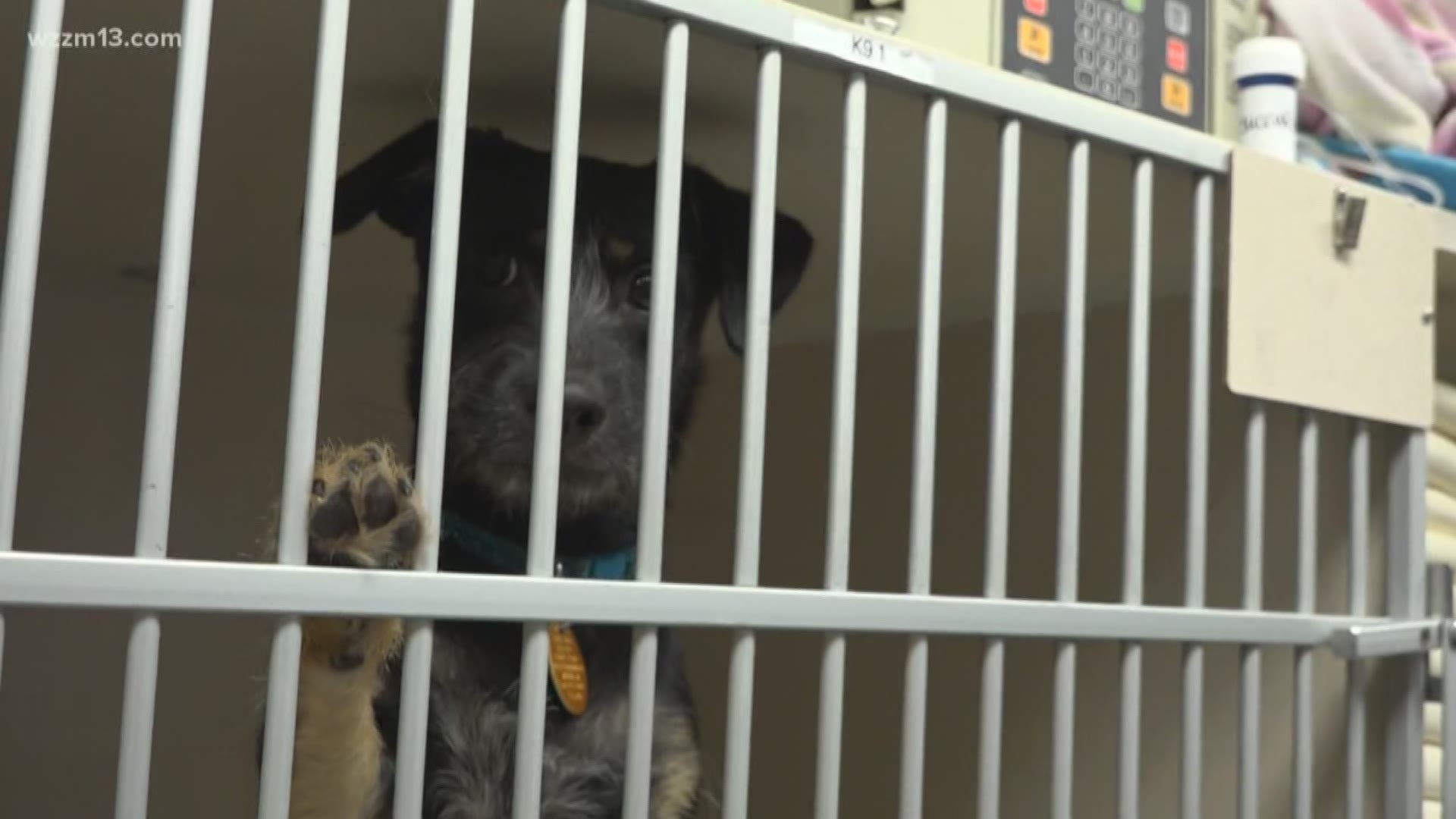 lyme disease vaccine for dogs 2018